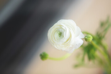 Close-up of the beautiful white Ranunculus flower - 762782719