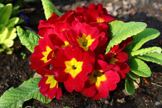 Primula vulgaris, the common primrose, is a species of flowering plant in the family Primulaceae. 