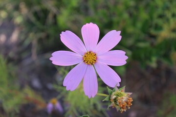 Cosmos bipinnatus, commonly called the garden cosmos or Mexican aster. 