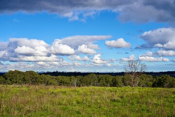 cloud and forest