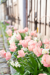 A row of pink and white tulip flowers, including shrubs and houseplants, bloom in front of the building, creating a beautiful display of herbaceous plants and petals. Spring season