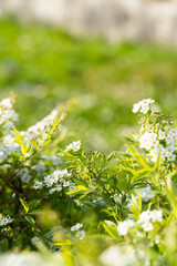 A shrub with white flowers and green leaves, adding beauty to the natural landscape of the garden as a flowering plant among the grass and groundcover