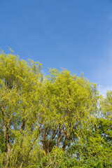 An evergreen tree stands tall with lush green leaves against a clear blue sky, creating a picturesque natural landscape with grass and shrubs. Early spring.