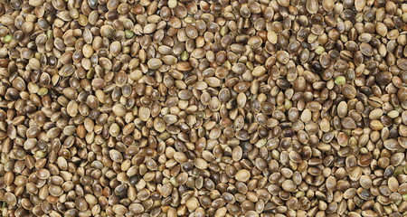 Hemp seeds background and texture  - 762792501