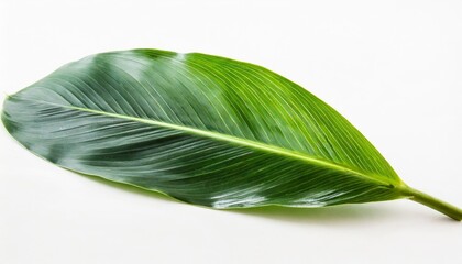 fresh tropical leaves on white background
