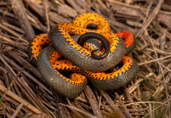 Culebra de collar (Diadophis puntactus) 