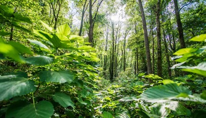 green plants and trees seen from above in a dense forest