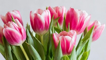 pink tulips on white background