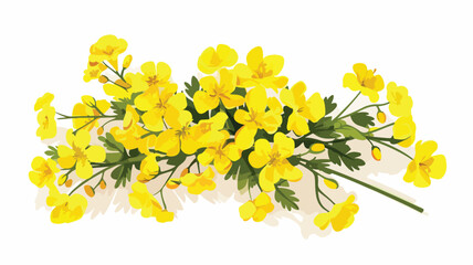 Canola flowers on a branch on a white background. B