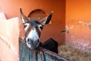 Head portrait of a donkey at a ranch in morocco, africa