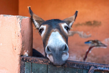 Head portrait of a donkey at a ranch in morocco, africa