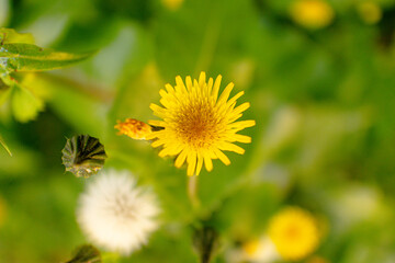 Dandelion Flower close-up with bokeh leaves background