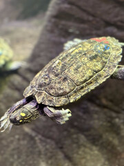 red turtle