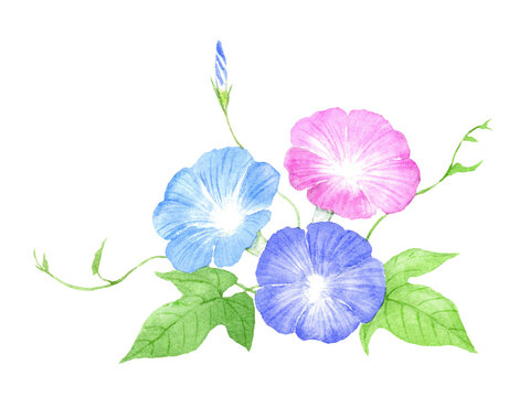 アサガオ」の写真素材 | 80,569件の無料イラスト画像 | Adobe Stock