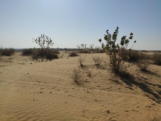 Marche en plein milieu d'un grand désert indien, dune de sable, avec sa végétation, bâton, cailloux, groupe de personnes, matinée, détente touristique, traces de pas, effort physique, exploration
