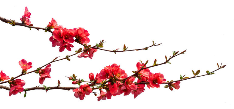Branches with japanese quince flowers isolated, Suitable for frames and borders as a graphic resource
