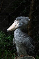 ハシュビロコウ