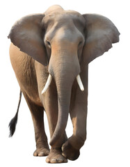elephant isolated on white transparent background with clipping path, for printing and web page design, sticker, png transparent.