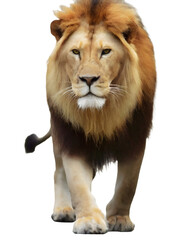 Lion isolated on white transparent background with clipping path, for printing and web page design, sticker, png transparent.