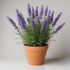 Lavender plant with flowers in a pot isolated on transparent background