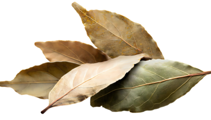 dried bay leaves isolated on white transparent background, for printing and web page, banner design, sticker, png transparent.