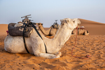 Adventures in morocco: Dromedars at the sand dunes of erg chebbi sahara
