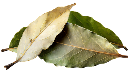 dried bay leaves isolated on white transparent background, for printing and web page, banner design, sticker, png transparent.