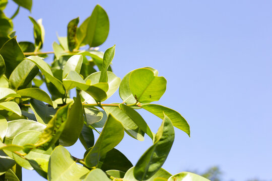 Fresh green leaves of garcinia cowa (Garcinia Cowa Roxb)