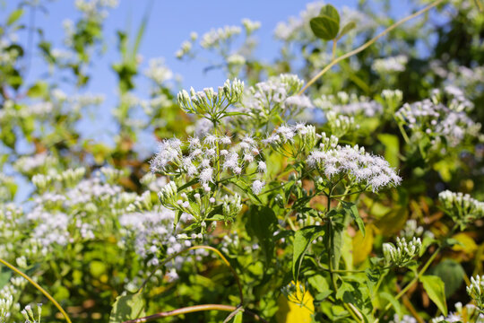 White flower of chromolaena odorata plant