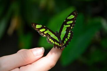 butterfly on hand