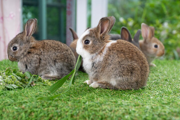 Adorable baby rabbit bunny eating fresh timothy grass sitting on green grass over bokeh nature background. Infant rabbit brown white hare eat fresh grass on lawn on green. Easter bunny animal concept.