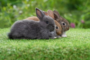 Cuddly furry rabbit bunny sitting and lying down sleep together on green grass over natural background. Close up face little rabbit bunny sitting together on spring grass. Select focus. Easter bunny.