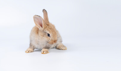 Adorable newborn baby rabbit bunnies brown looking at something sitting over isolated white background. Puppy lovely furry brown bunny ears rabbit playful with copy space. Easter bunny animal concept.