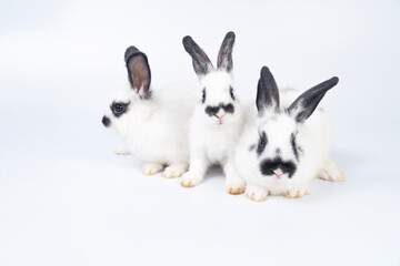 Adorable furry baby bunny rabbits sitting and lying together playful over isolated white...