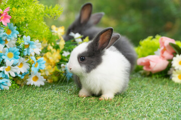 Lovely rabbit ears bunny cleaning leg paw on green grass with flowers over spring time nature background. Little baby rabbit white grey  bunny curiosity clean paw sitting on meadow summer background.