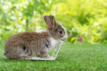 Adorable baby rabbit bunny with small laptop sitting on the green grass. Lovely infant rabbit white brown bunny looking at notebook screen on lawn natural background. Easter fluffy animal pet concept.