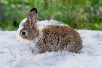 Healthy tiny infant rabbit bunny playful on white carpet over green nature background. Curiosity little brown white rabbit watching playful with family soft carpet over green background. Easter bunny.