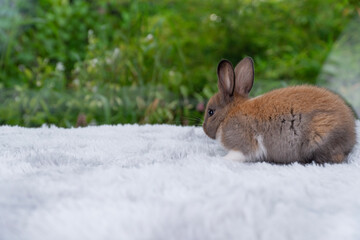 Infant rabbit ears bunny sitting on soft white carpet over green bokeh nature background. Innocence furry bunny brown white rabbit playful alone on white background. Easter holiday animal pat concept.