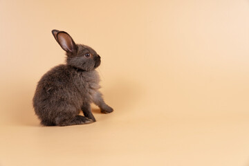 Adorable baby rabbit bunny looking at something while sitting over isolated pastel background with copy space. Cuddly furry rabbit black bunny playful on yellow. Easter holiday animal pet concept.