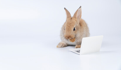 Adorable baby rabbit furry bunny looking at laptop learn something sitting over isolated white background. Little ears infant bunny brown rabbit learning work laptop.Easter animal education technology