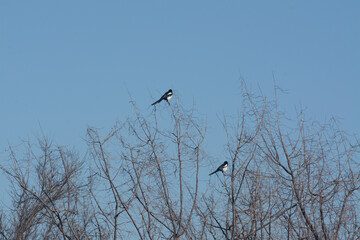 Deux pies dans un arbre dénudé en hiver.