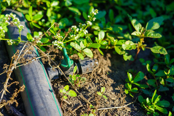 A green hose is laying on the ground next to some plants