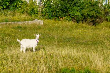 Obraz na płótnie Canvas A white goat is standing in a field of grass