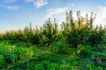 A field of trees with a bright blue sky in the background