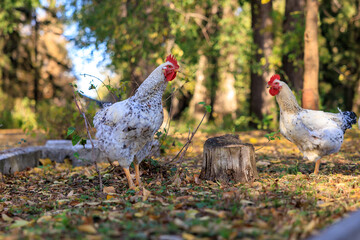 Two chickens standing in a field of leaves