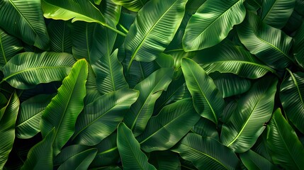 Tropical leaves background, top view of green leaves