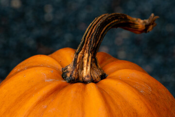 A closeup of a large round vibrant orange colored Halloween pumpkin. The dried stalks have a...