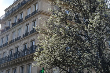 Paris, France - March 19, 2024. The spring at Bazeilles Street. A mix between an Haussmannian building and a blossom tree