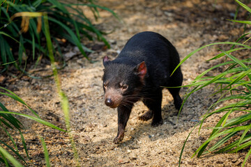 Tasmanian devil, Sarcophilus harrisii, in bush. Australian masupial walking in grass and bracken,...