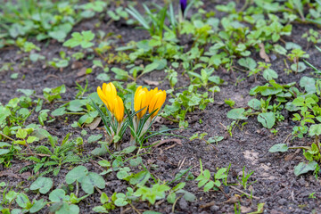 Yellow crocuses as a spring sign